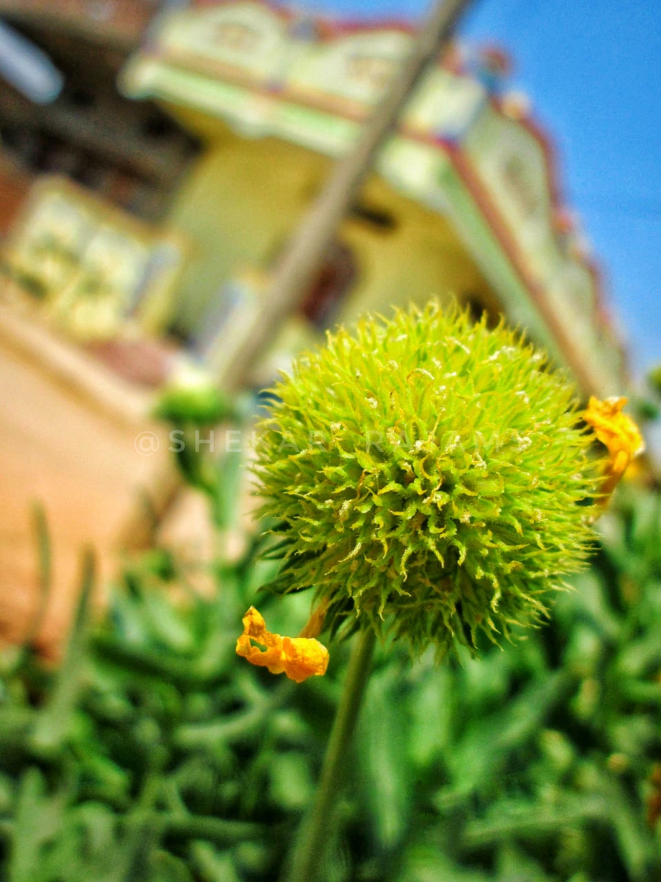 Golden-Flower