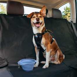 Training Your Dog to Ride in the Car: Foolproof Steps