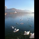 Ohrid Swans 2