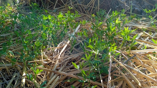 Lentils growing a garden bed