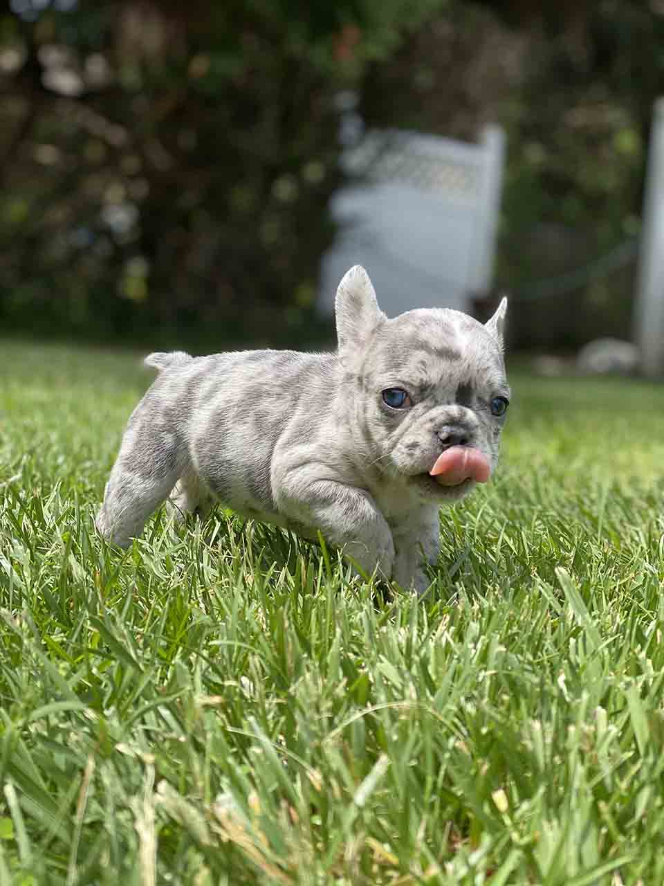 What is a Merle French Bulldog? | Ethical Frenchie