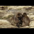 Ethiopia Baboons 2