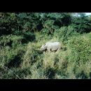 Terai rhino 1