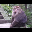 China Monkeys 27