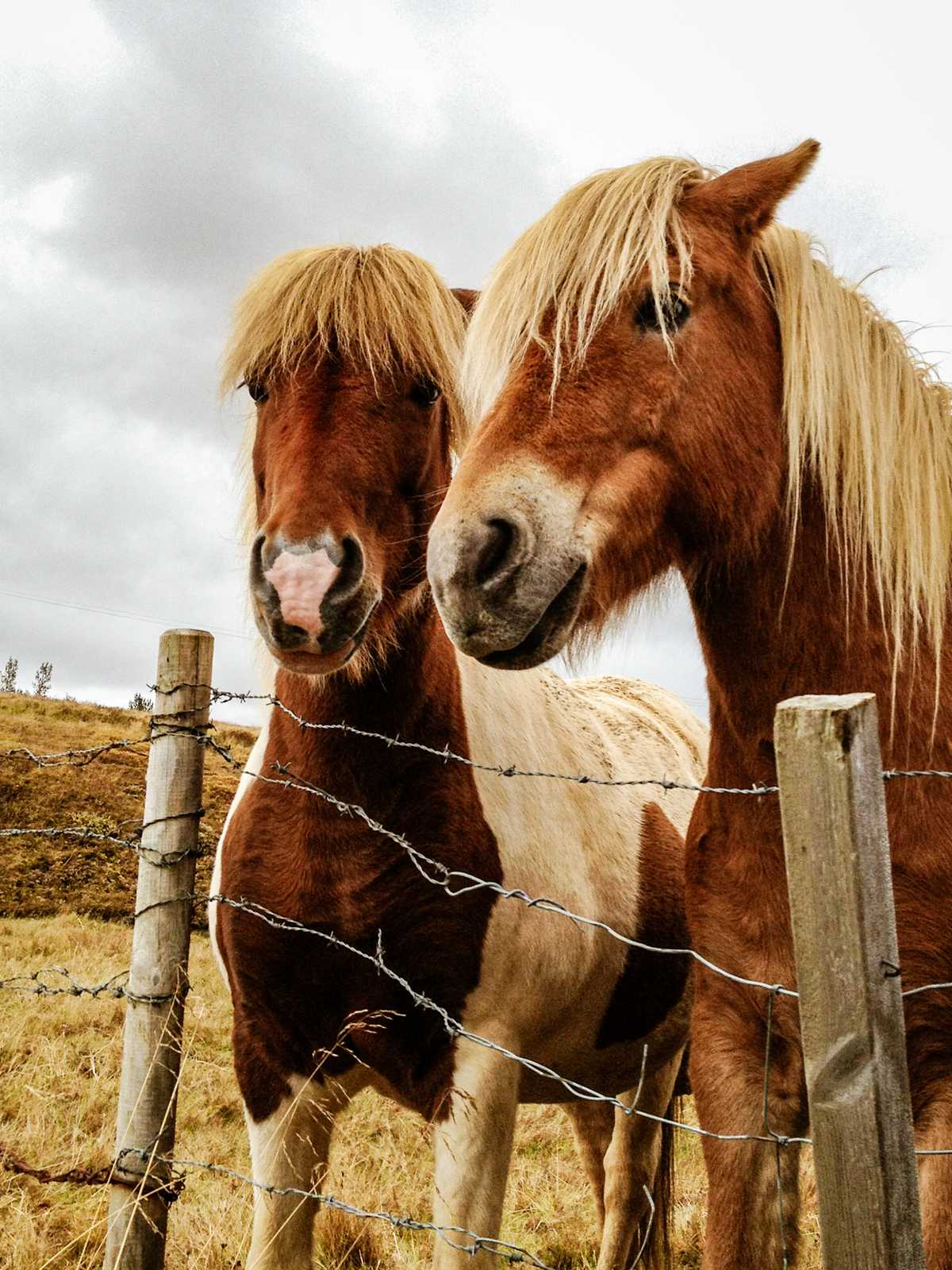 Just some Icelandic ponies