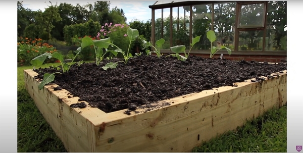 A raised bed with some cabbage seedlings