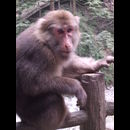 China Monkeys 2