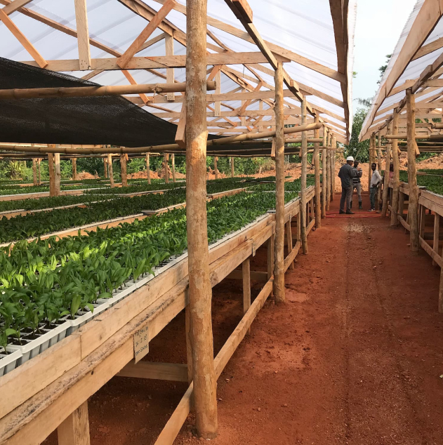 Sustainable oil palm seedling preparation on rows of tables.