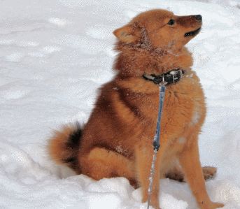 Koira2