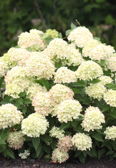 Hydrangea paniculata Living Little Lime®