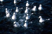 A group of Fulmars congregate behind a boat
