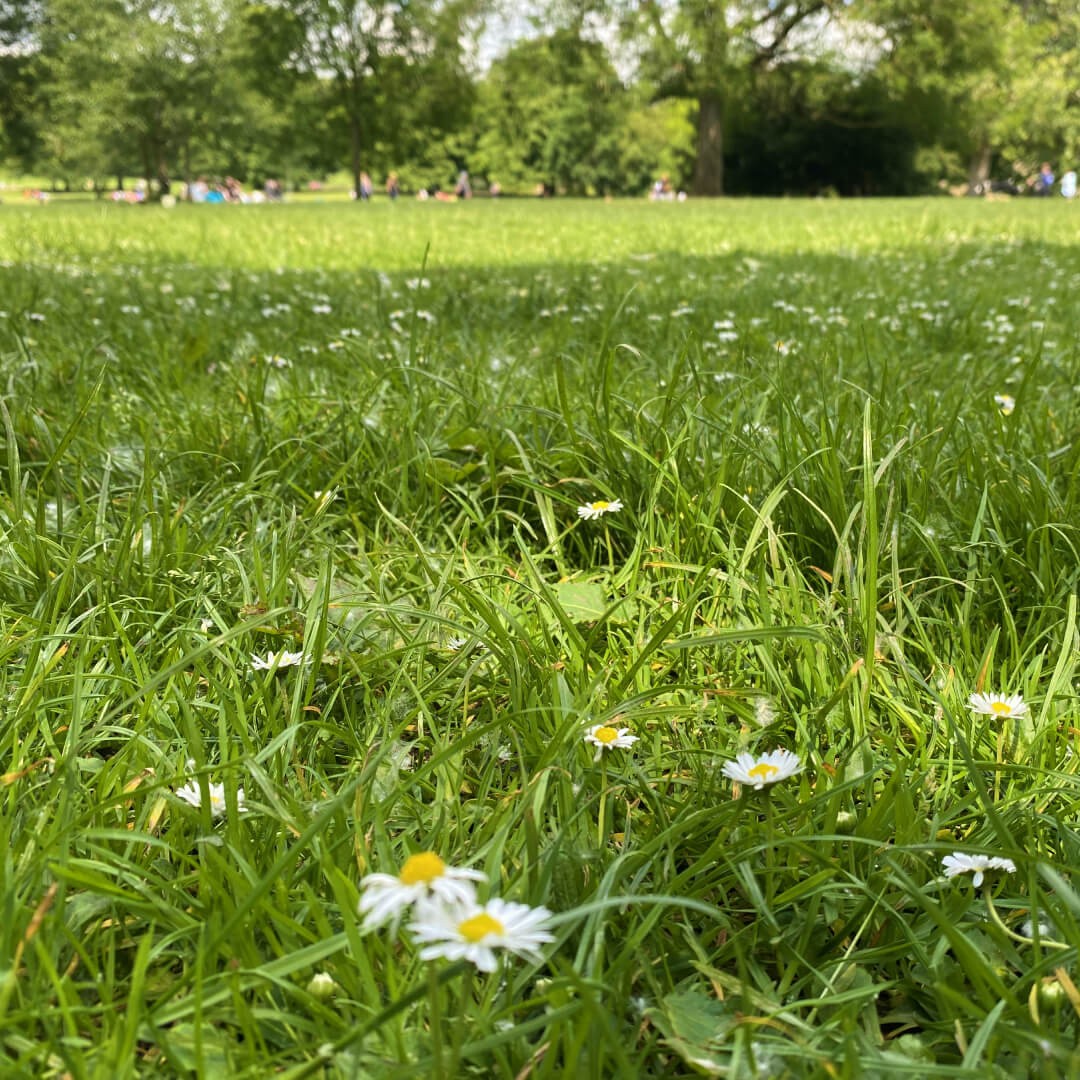 Meanwood Park field with flowers