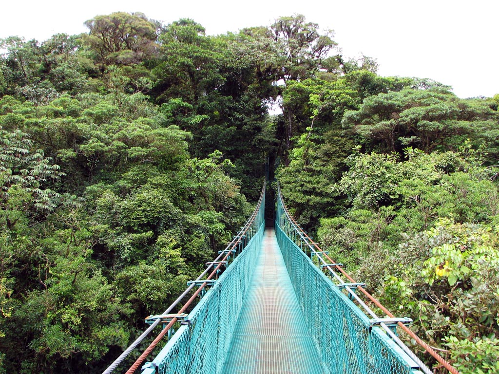 Tourist arriving to platform on a canopy cable ride, Monteverde, Santa  Elena, Costa Rica, Central America Stock Photo - Alamy