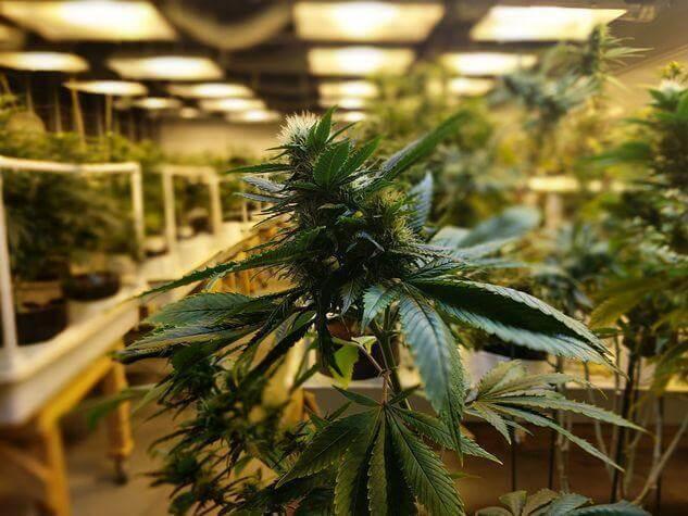 Australia's Commercial Cannabis Medical Farms
