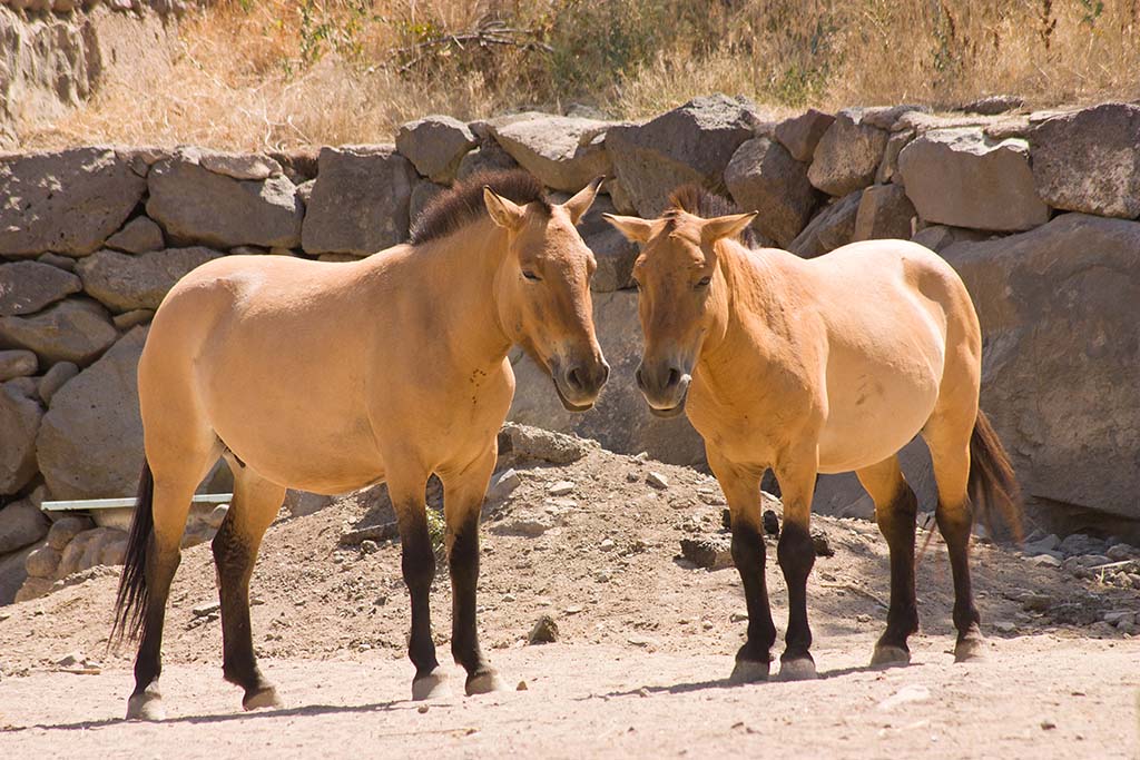 Przhevalsky horses -- named after the Russian geographer and explorer Nikolai Przhevalsky.