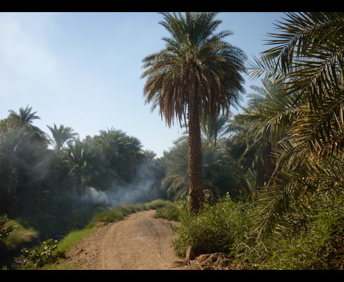 Sudan Nile Oasis 12