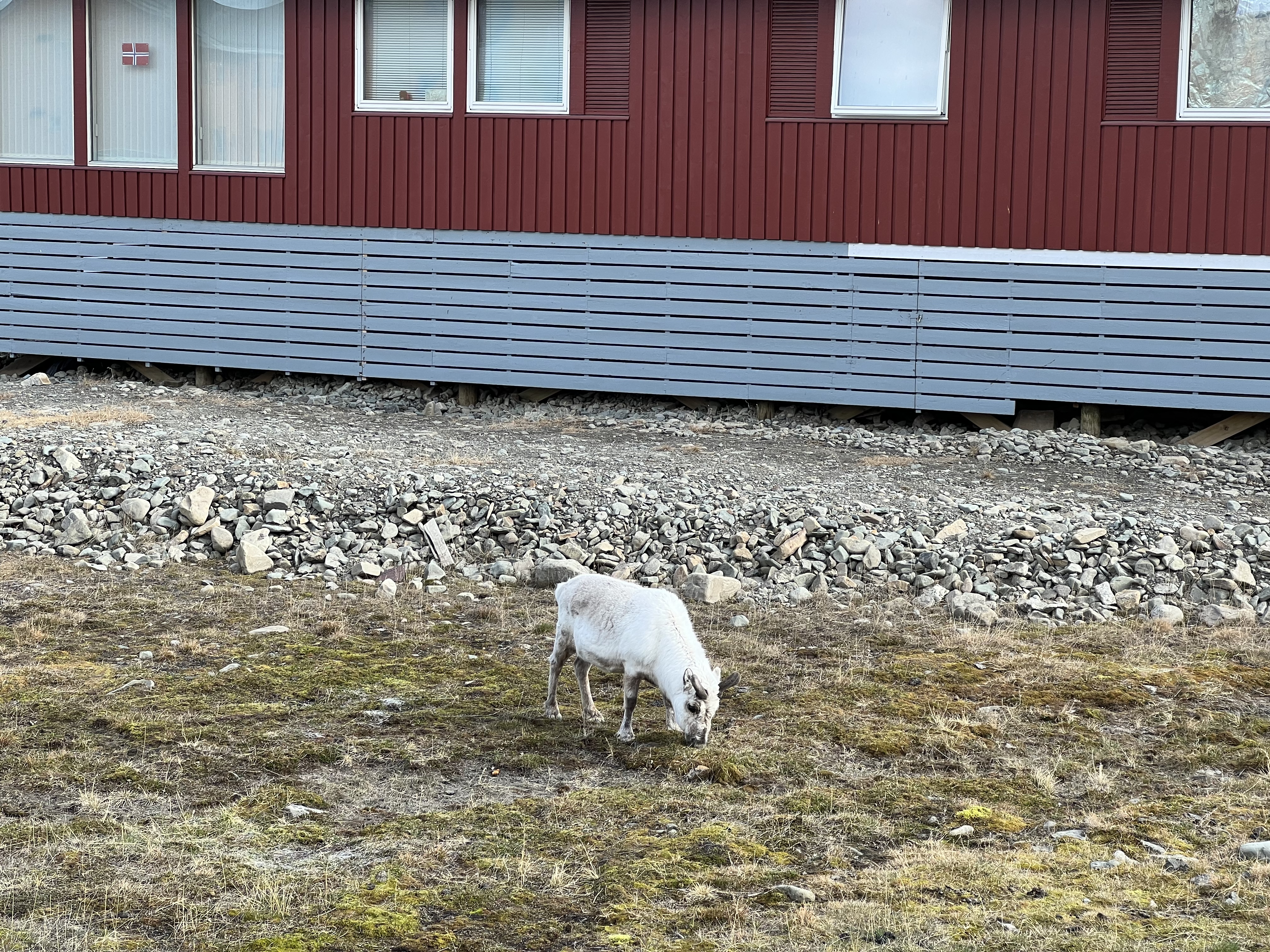 A reindeer grazing in Longyearbyen