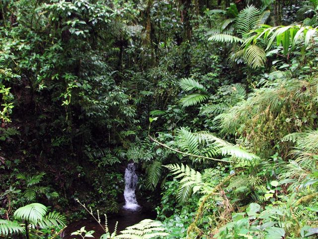 Monteverdes Cloud Forest