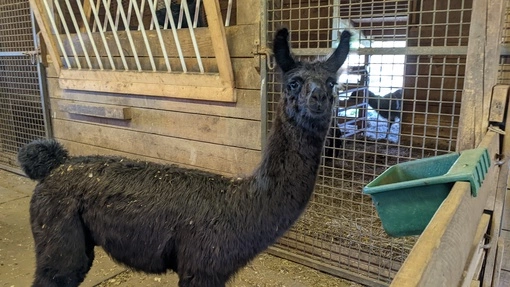 An image of a llama named 'Tonks'