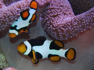How to Breeding Clownfish
