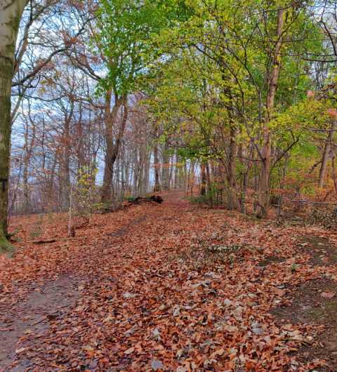 Batcliffe Woods in the morning
