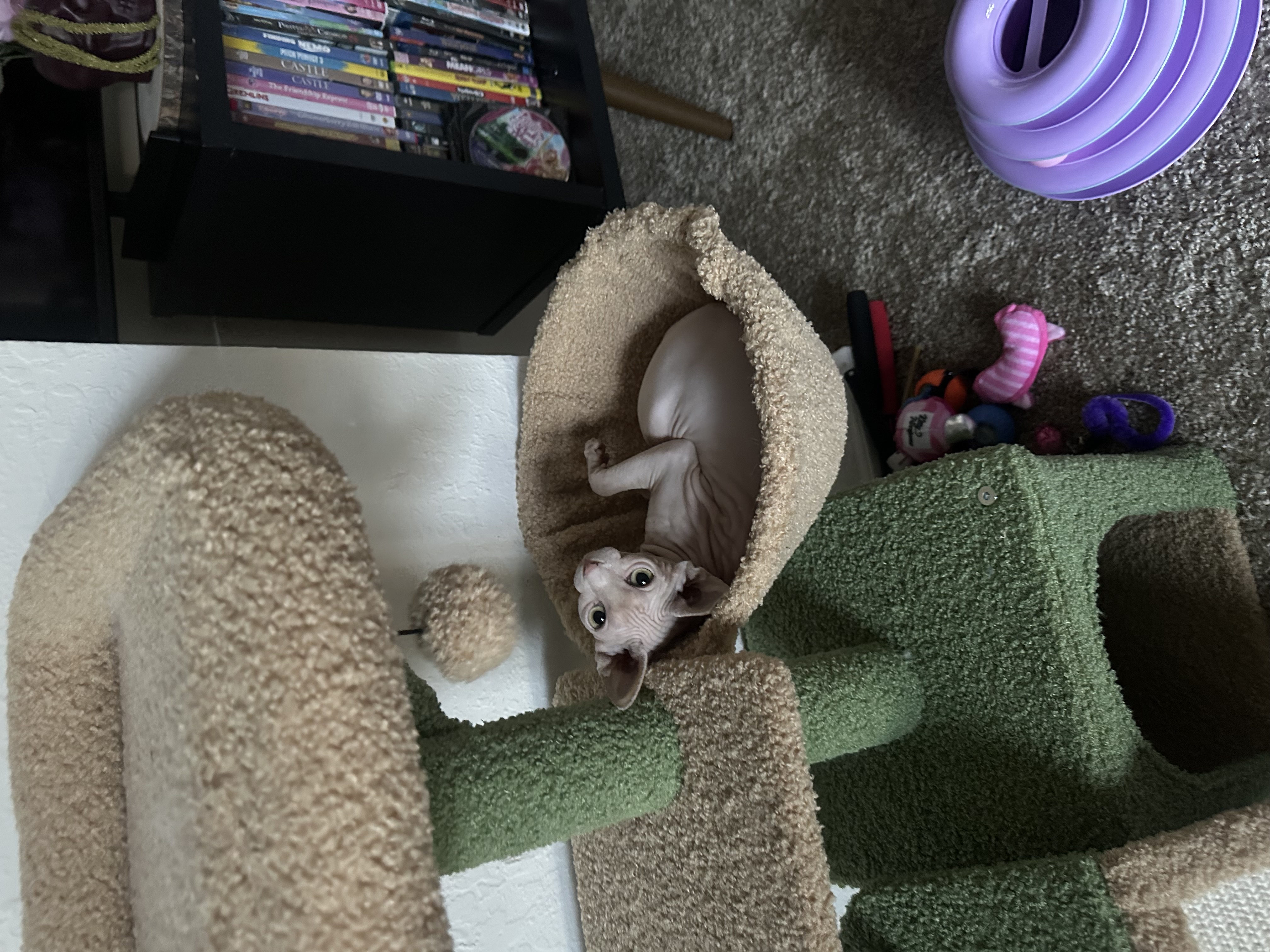 Happy Grace of Egypt Sphynx kitten family