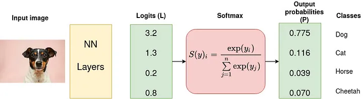 Softmax converts logits into probabilities