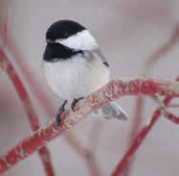 Bird perched on a red branch in winter