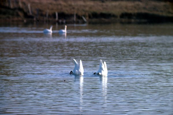 A pair of Whooper Swans search for food