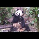 China Pandas 9