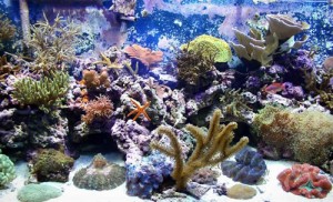 SaltWater VS FreshWater - Which Aquarium Is Easier to Maintain?