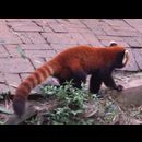 China Red Pandas 23