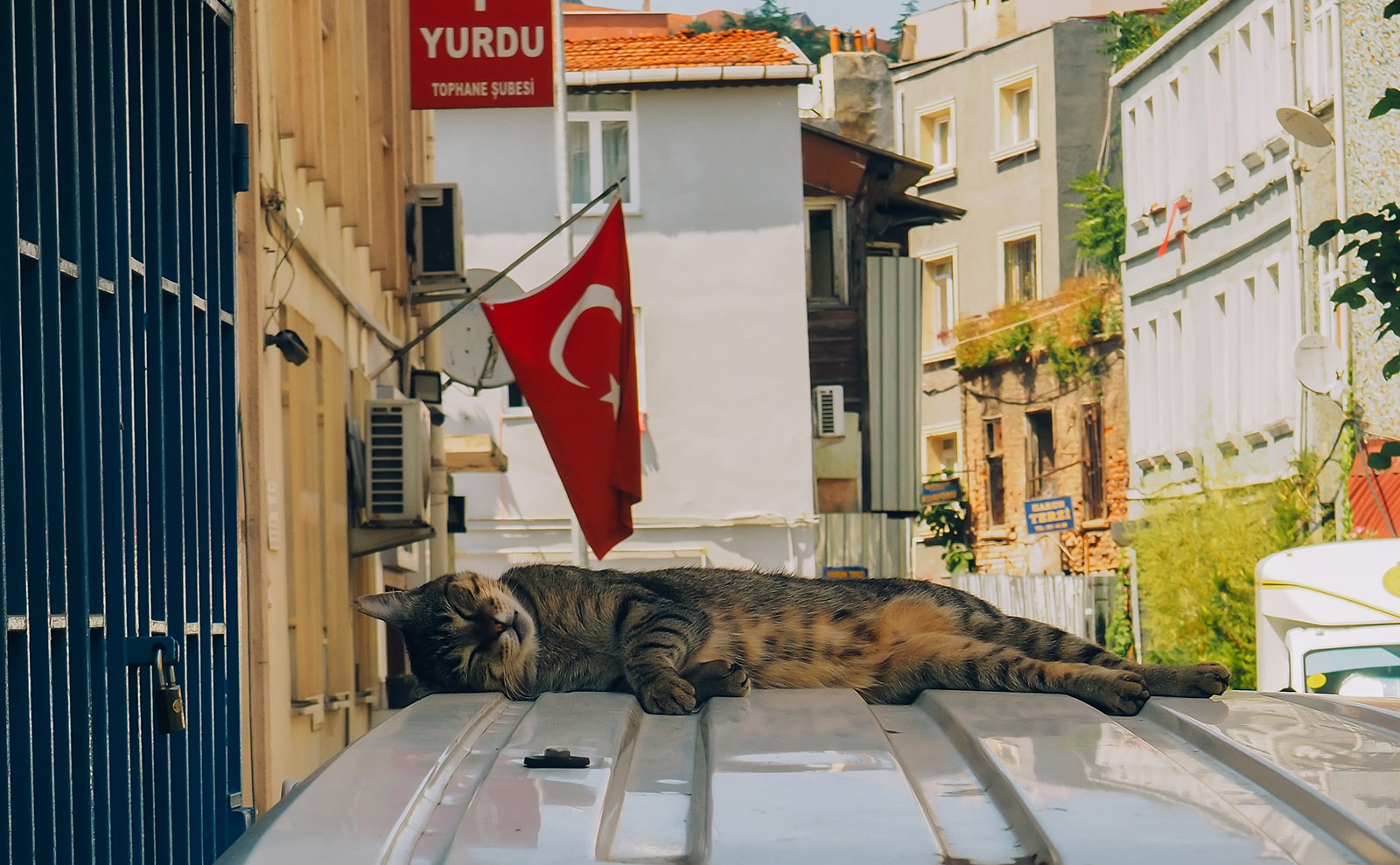 tortoise-shell cat sleeping on top of car under the turkish flag on a sunny street in istanbul