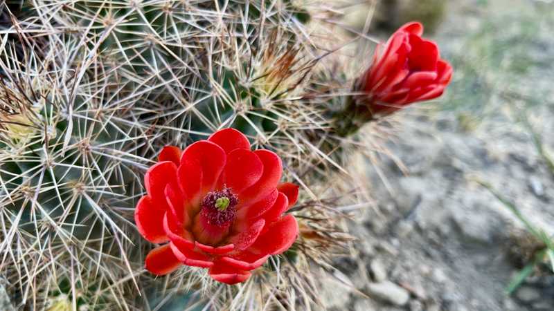 kingcup cactus