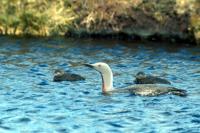 Red-throated Diver and chicks on loch