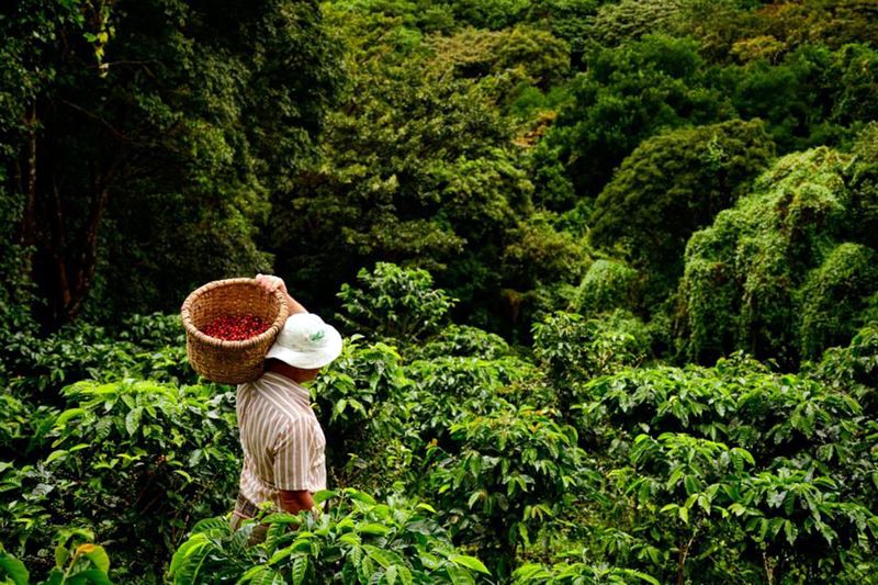 coffee tour monteverde