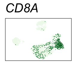 CD8A