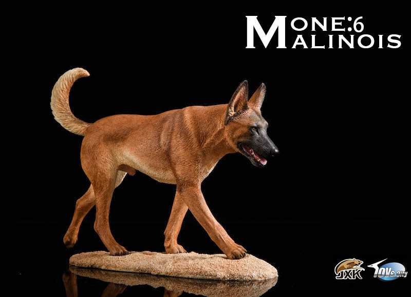 Belgian Malinois With John Wick