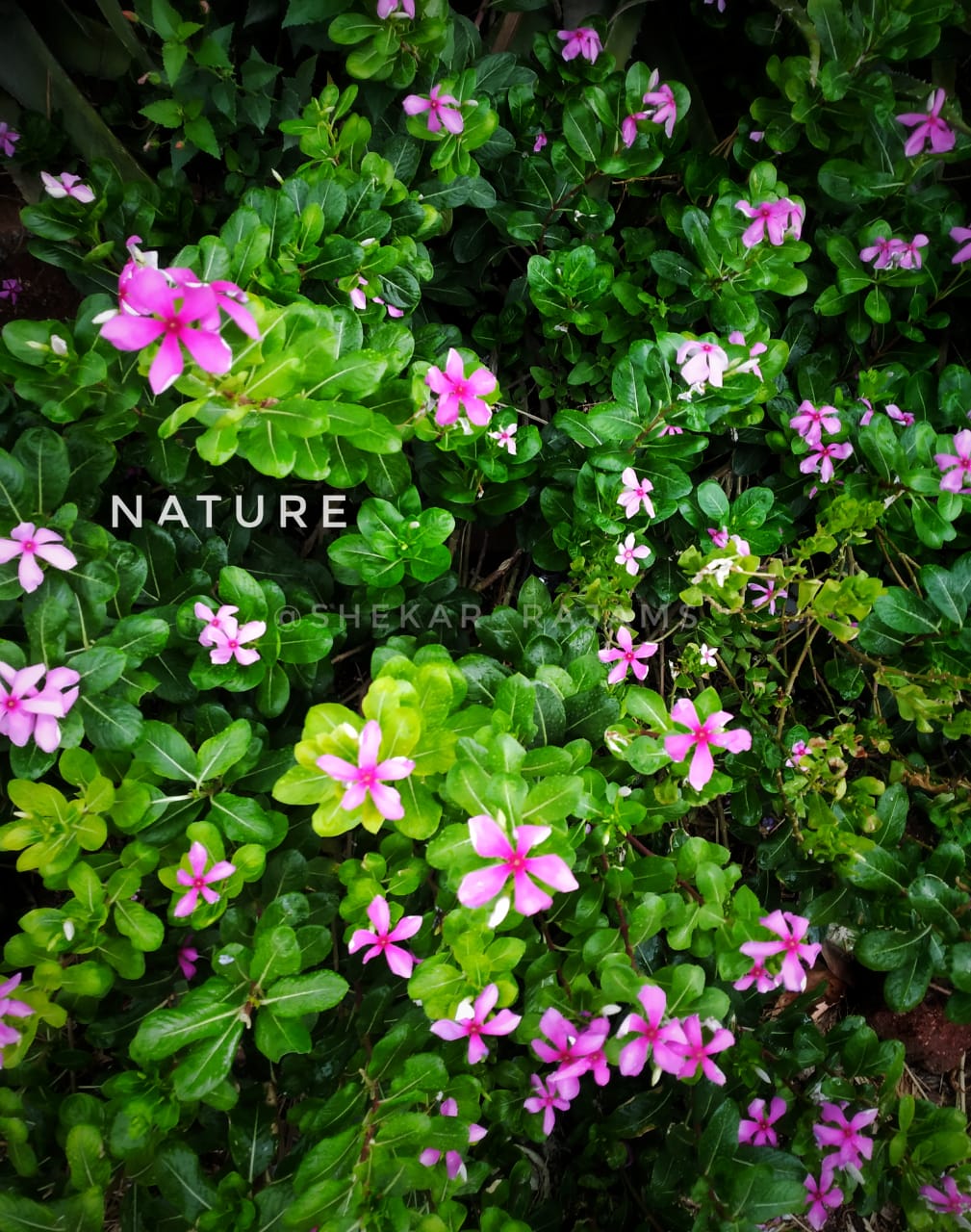 nature-gmp