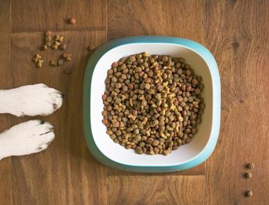 Here’s Why Your Dog May Not Want You Near During Meal Time (& How to Fix it)