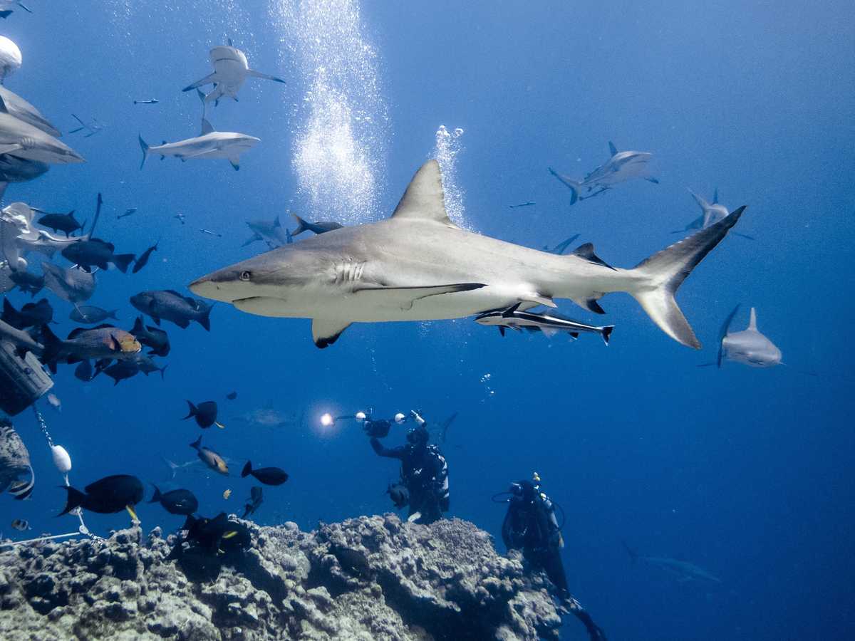 Grey Reef Shark, Coral Sea