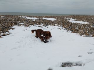 Sussex Spaniel pouncing on a layer of snow on a pebble beach.