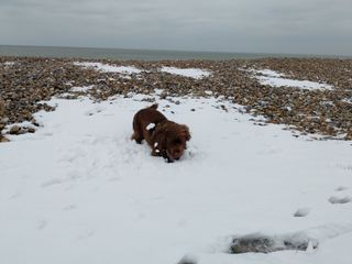 Sussex Spaniel pouncing on a layer of snow on a pebble beach.