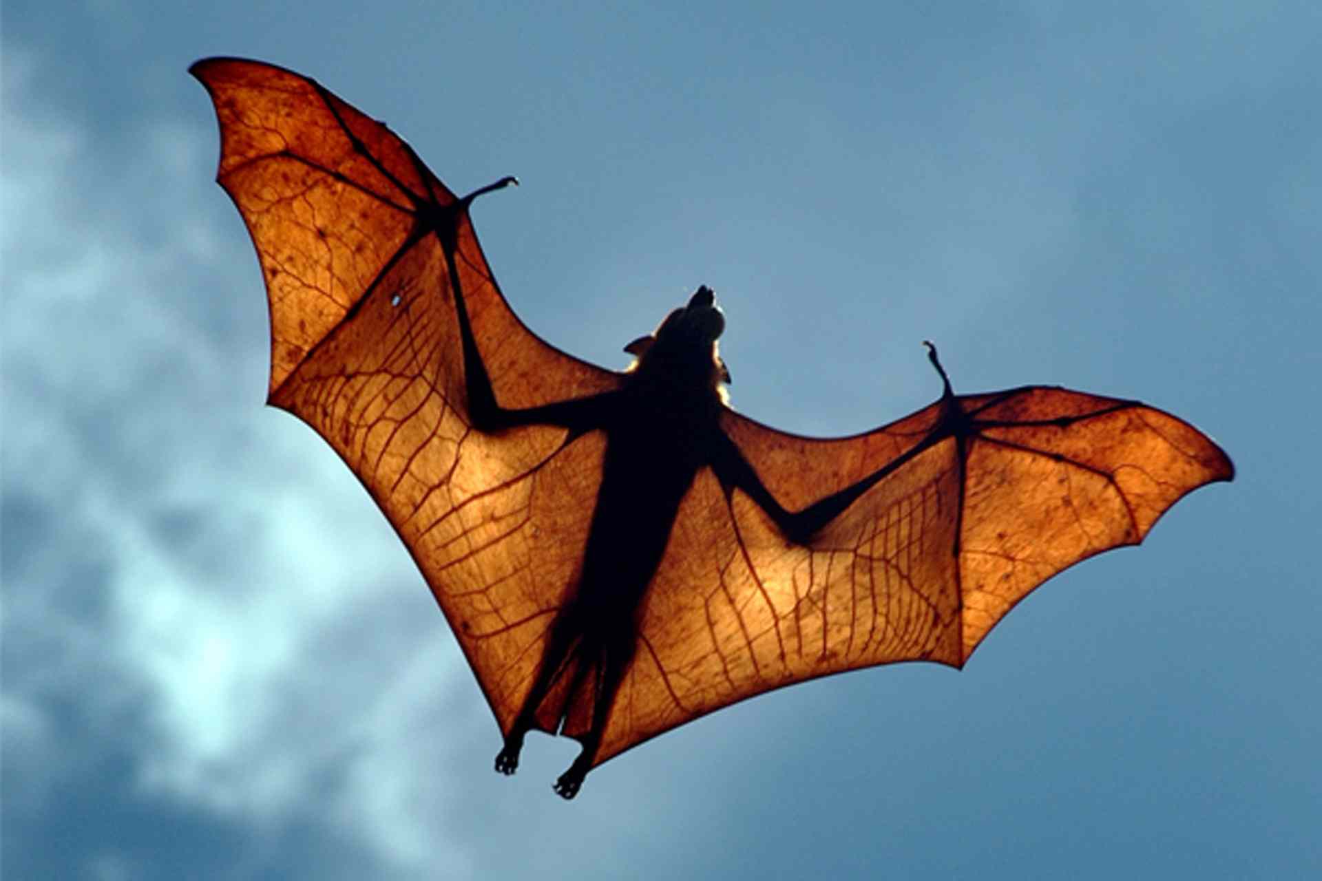 2009 edition winner: Large Flying Fox, Chalid Nasution