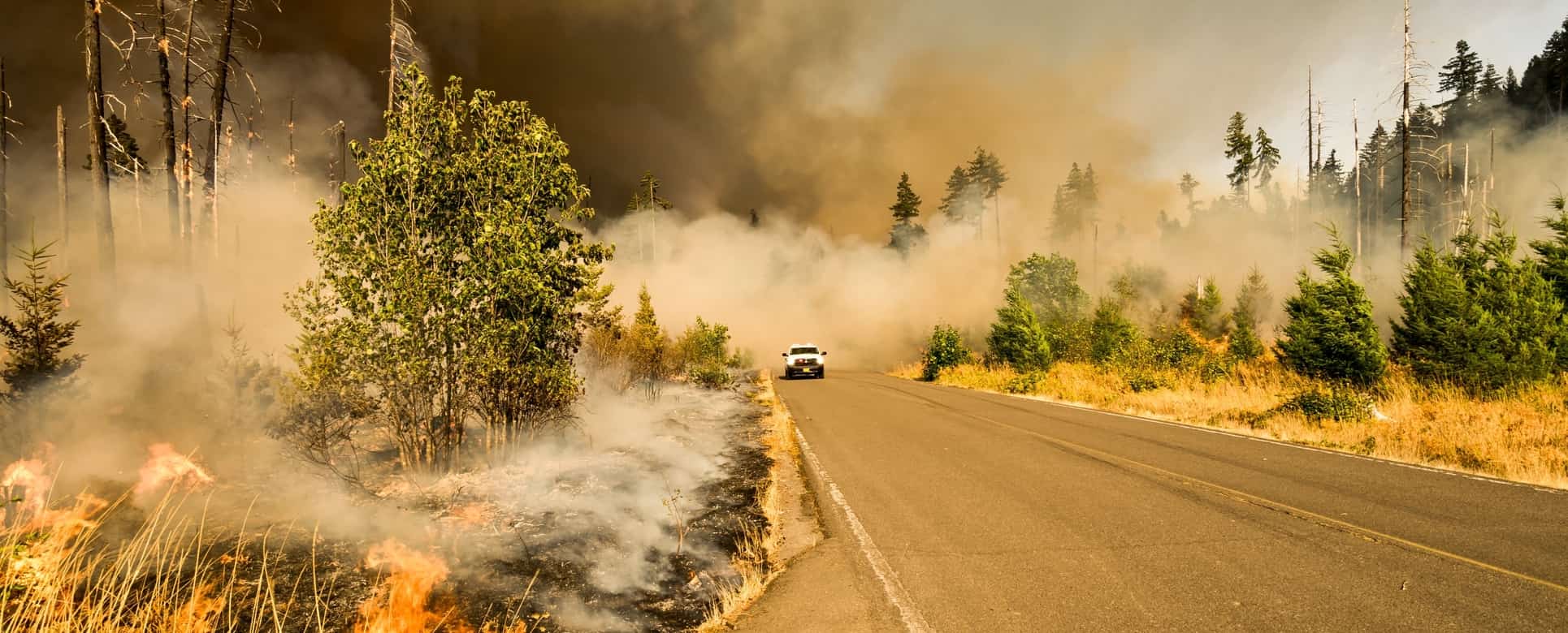 How to help with wildfires across the world?