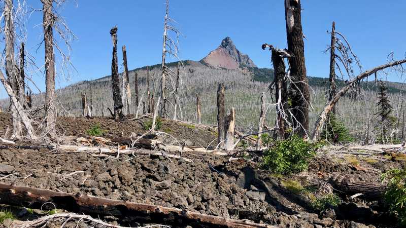 Mt. Washington and burnt trees