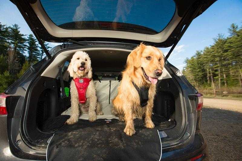 10 Questions to Ask Before Getting a New Dog