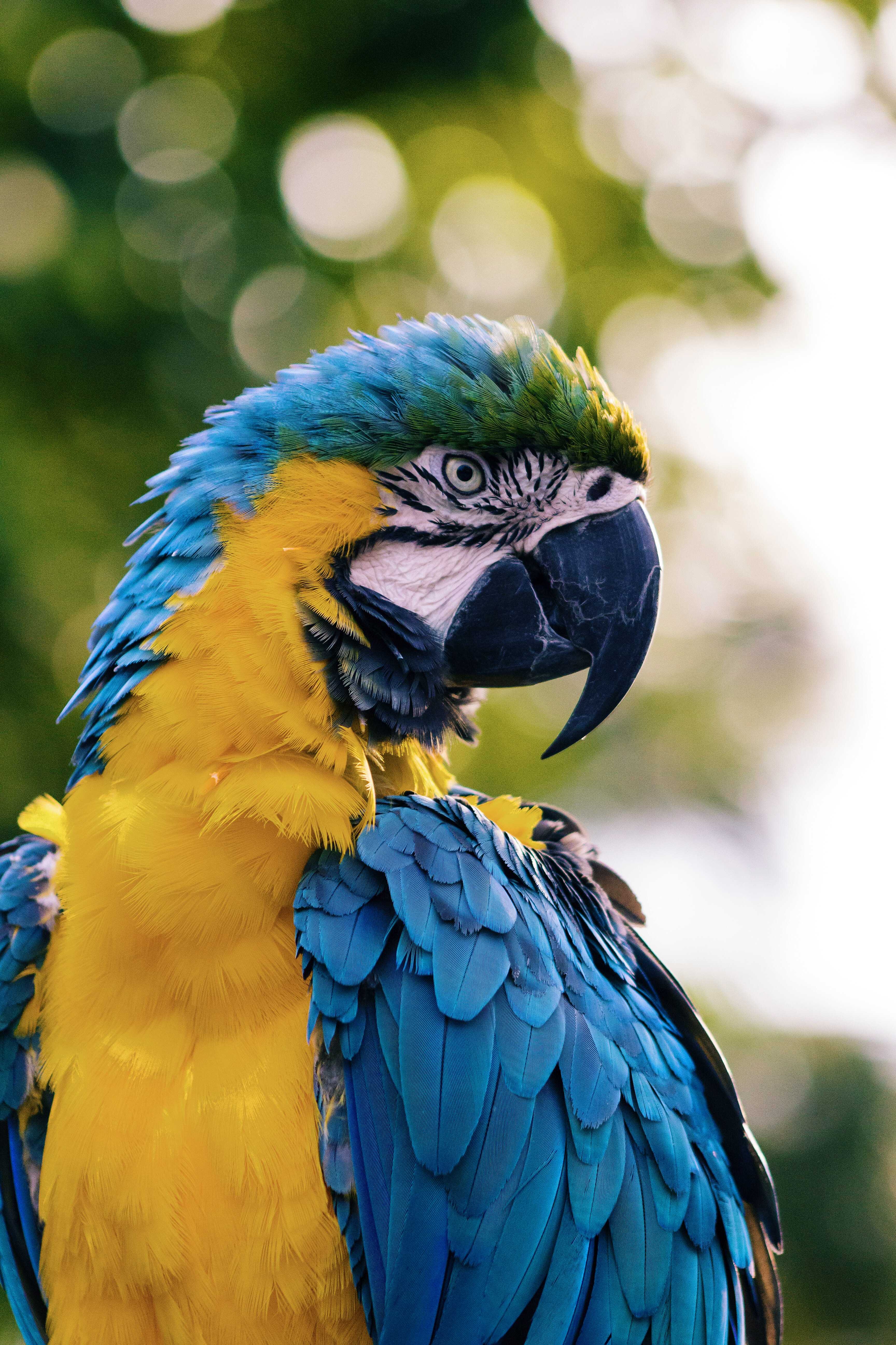Macaw parrot by Andrew Pons