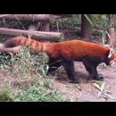 China Red Pandas 10