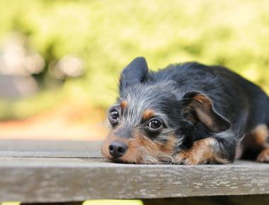 Can Dogs Sleep Outside? Is it Cruel?